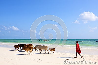Cowherd masai man Editorial Stock Photo