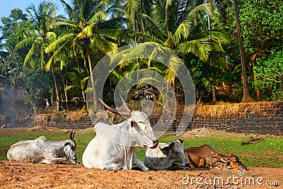 Cown on the beach in Goa Stock Photo