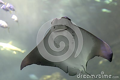 Cownose Ray Stock Photo