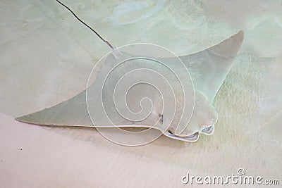 Cownose Ray Stock Photo