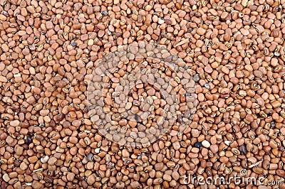 Cowpea Stock Photo