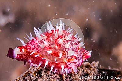 Cowry resting on the rock in Gili, Lombok, Nusa Tenggara Barat, Indonesia underwater phot Stock Photo