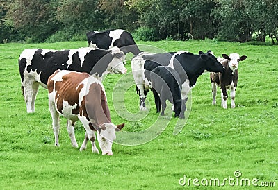 Cows Stock Photo