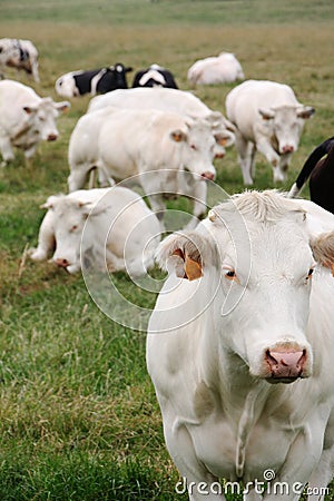 Cows Stock Photo