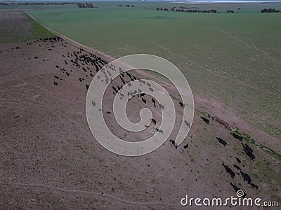 Cows aerial view, Stock Photo