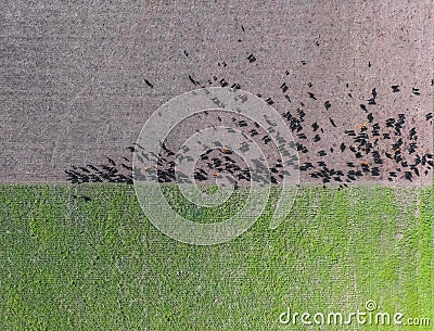 Cows aerial view, Stock Photo