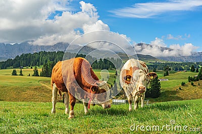 Cows in Alpi di Siusi, Dolomites Stock Photo