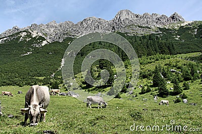 Cows in Alps Stock Photo