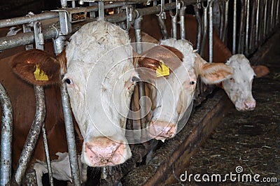 Cows in the barn Stock Photo