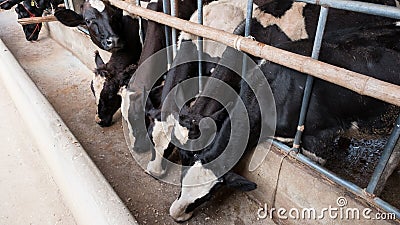 Cows at barn stall in farm Stock Photo