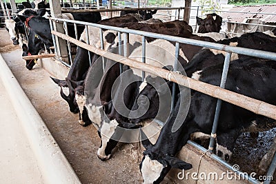 Cows at barn stall in farm Stock Photo