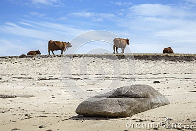 Cows on the beach, St Agnes, Isles of Scilly, England Stock Photo
