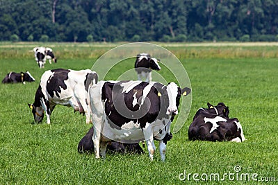 Cows Stock Photo