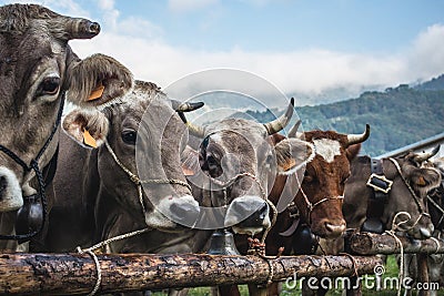 Cows brown breed Stock Photo