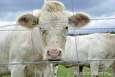 Cows, bulls and calves grazing on pasture on a ranch .Livestock feed on traditional rural farm yard, Slovakia Stock Photo