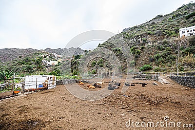 Cows and bulls lie in a field on a farm. Canary Islands, Tenerife Stock Photo