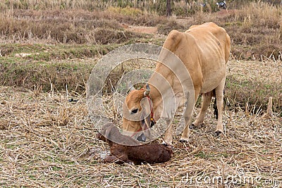 Cows calve Stock Photo