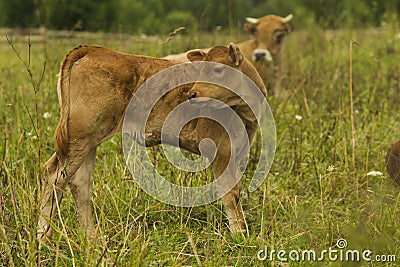 Cows and calves in the pasture. Stock Photo