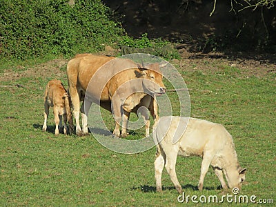 cows and calves suckling and grazing farm animals in the field Stock Photo