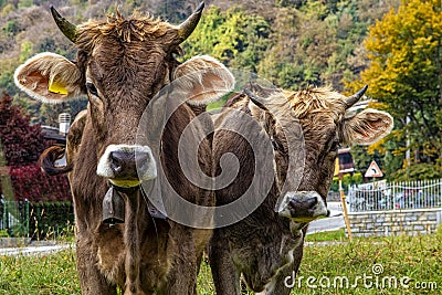 Cows close-up in the italian alps Stock Photo