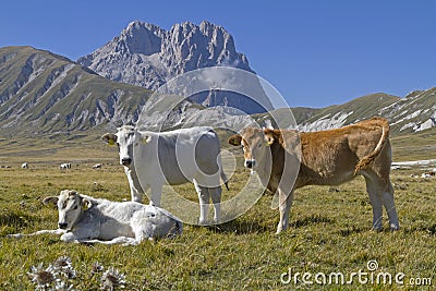 Cows and Corno Grande Stock Photo