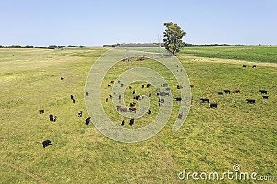 Cows in the coutryside, aerial view, Stock Photo