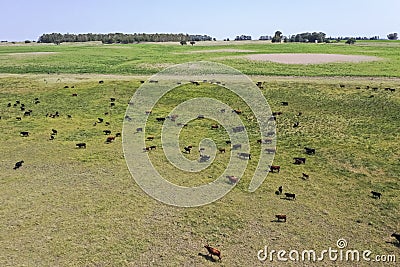Cows in the coutryside, aerial view, Stock Photo