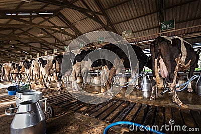 Cows in a dairy farm Stock Photo