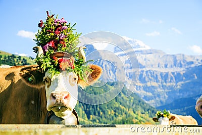 Cows Decorated For The Aelplerfest Stock Photo