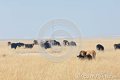 Cows in the desert in the winter Kazakhstan Kapchagai Stock Photo