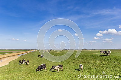 Cows on the dike at the IJsselmeer in Gaasterland Stock Photo