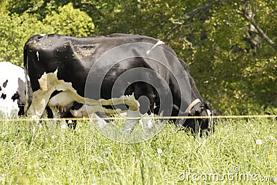 Cows in distant field,close up cow grazing Stock Photo