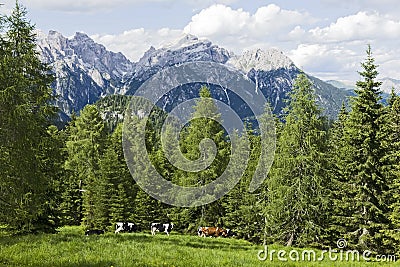 Cows of the Dolomites Stock Photo