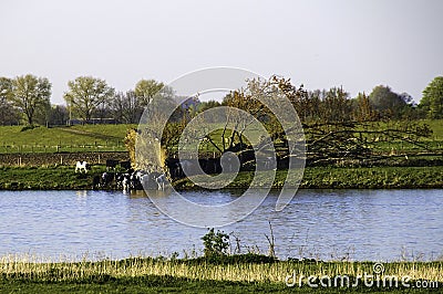 Cows drinking at a water pool Stock Photo