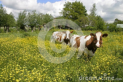 Cows in dutch landscape 5 Stock Photo