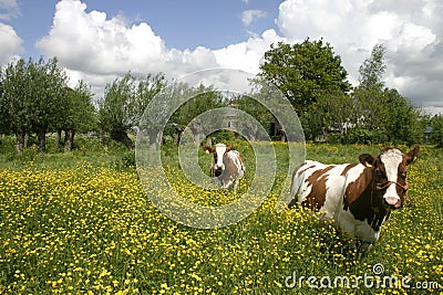 Cows in dutch landscape 6 Stock Photo