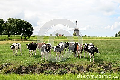 Cows in dutch landscapes with mill Stock Photo