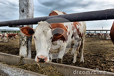 Cows eat feed Stock Photo