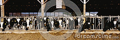 Cows eating breakfast at a dairy farm. Stock Photo