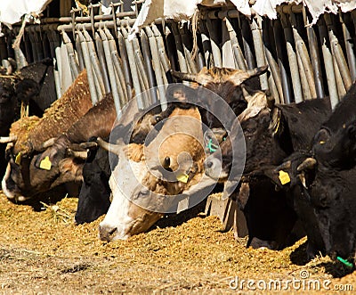 Cows eating in farm Stock Photo