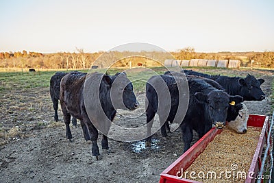 Cows eating fodder on farm Stock Photo