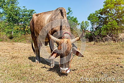 Cows is eating grass in the fiel, Stock Photo