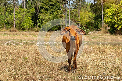 Cows is eating grass in the fiel, Stock Photo