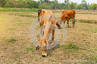 Cows is eating grass in the fiel, Stock Photo