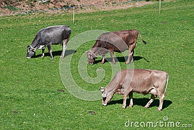 Cows eating grass on green field. Cute Cows grazing Stock Photo