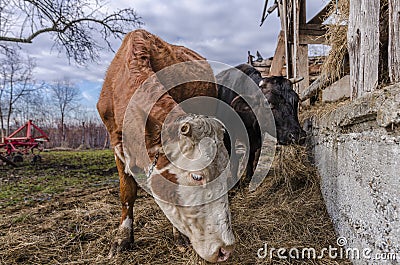 Cows on ecological farm Stock Photo