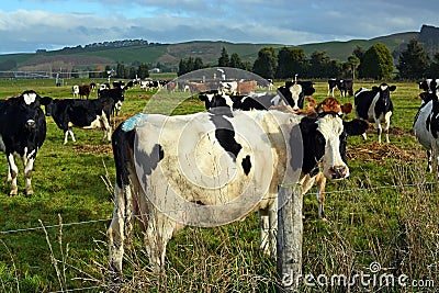 Cows enjoying late afternoon winter sunshine in North Otago, NZ Stock Photo