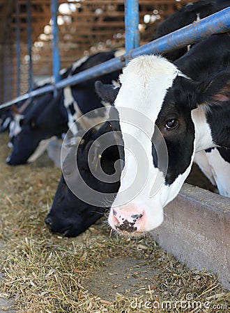 Cows on Farm Stock Photo