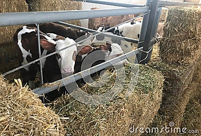 Cows at the farm barn Stock Photo