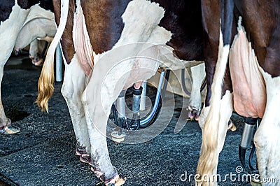 Cows in farm, Cow milking facility with modern milking machines Stock Photo